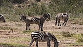 Zebra having dust bath, Kenya