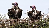 Vultures in tree, Kenya