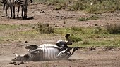 Zebra having dust bath, Kenya