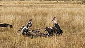 Birds of prey eating carcass, Kenya