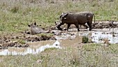 Warthogs in mud, Kenya