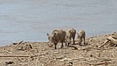 Warthogs near water, Kenya