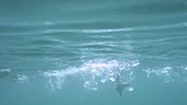 Atlantic puffins diving, slow motion