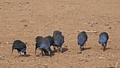 Vulturine guineafowl feeding, Kenya