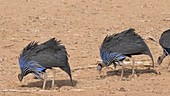 Vulturine guineafowl feeding, Kenya