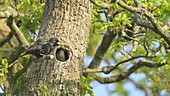 Common starling feeding its chick