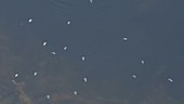 Whirligig beetles on a lake surface