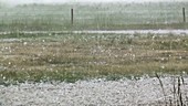 Hailstones in field