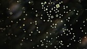 Gonium pectorale colonial algae, light microscopy footage