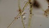 Protozoa feeding in algae, light microscopy footage