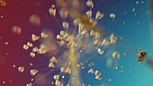 Vorticella campanula protozoa, light microscopy