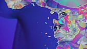 Dopamine crystallisation, time-lapse microscopy footage