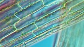 Canadian pondweed, light microscopy footage