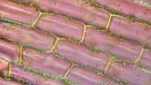 Canadian pondweed, light microscopy footage