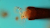 Floscularia rotifer feeding, light microscopy
