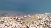 Male brown trout fighting