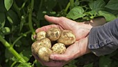 Pembrokeshire new potatoes