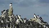 Guillemot colony, Pembrokeshire, Wales