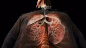 Male Torso Revealing Lungs