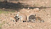 Adult Cape ground squirrel grooming a kit