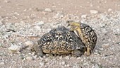 Leopard tortoise attempting to mate