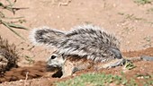 Cape Ground Squirrels thermoregulating