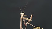 Close-up of praying mantis grooming