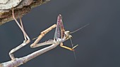 Close-up of praying mantis grooming