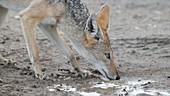 Black-backed Jackal drinking