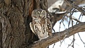 Pearl-spotted owlet thermoregulating