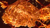 Renal corpuscle in the kidney, animation