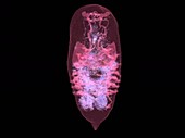 Moth pupa during metamorphosis, rotating 3D micro-CT scan