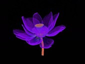 Lotus flower, rotating 3D CT scan