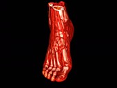 Human ankle and foot blood vessels, rotating 3D CT scan