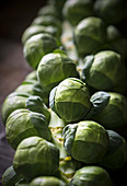 Close up deatil of a sprout stalk tree