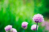 Fresh chives flower over colorful background