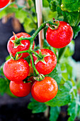 Cherry tomatoes