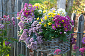 Basket With Chrysanthemums At The Fence