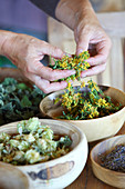Dried St. John's wort falling through woman's hands into bowl