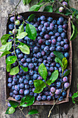 Fresh blue plums in rusty baking tray