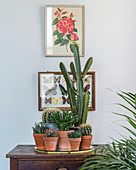 Cacti in front of vintage picture of roses and butterflies in display case