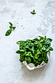 Bouquet of green basil in an old tureen on a concrete background
