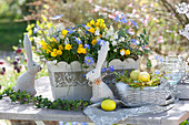 Frühlings-Kasten mit Narzissen, Anemonen und Traubenhyazinthen