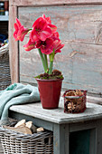 Blooming Amaryllis Decorated With Cones