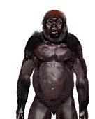 Paranthropus boisei male, illustration