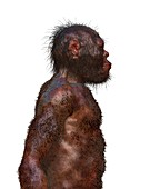 Homo naledi male, illustration