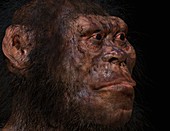 Homo naledi male, illustration