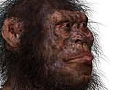 Homo naledi male, illustration