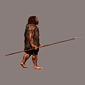 Neanderthal hunter, illustration
