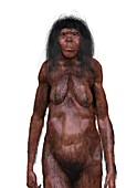 Homo erectus female, illustration